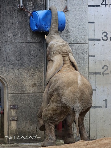 とべ動物園アフリカゾウ:アフ、リカ、媛、砥夢、砥愛