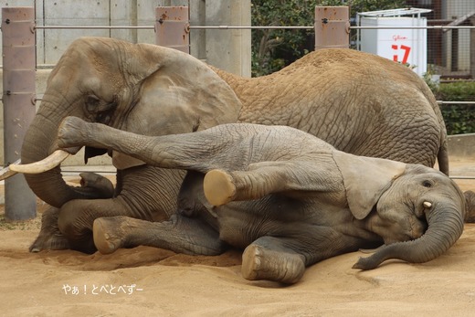 砂浴びして遊ぶアフリカゾウ：愛媛とべ動物園