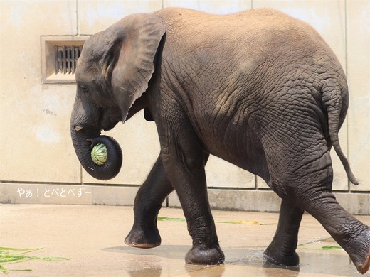 アフリカゾウ、アジアゾウ大好きブログ：やぁ！とべとべずー