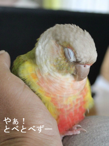 ウロコインコの「もみじ」さんのブログ：やぁ！とべとべずー