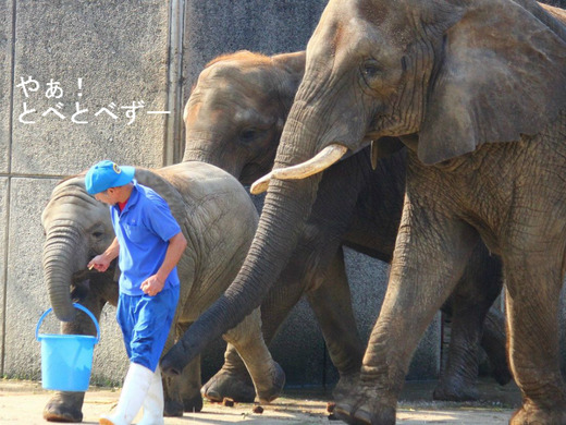 とべ動物園アフリカゾウの家族：リカ母さん、媛ちゃん、砥愛ちゃん