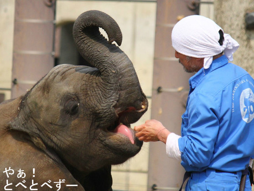 愛媛とべ動物園のアフリカゾウのブログ:やぁ!とべとべずー