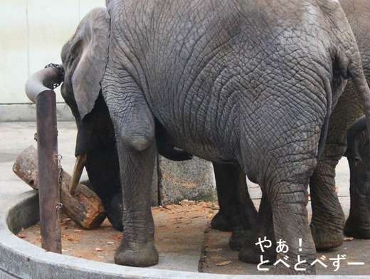 とべ動物園アフリカゾウ：リカ（メス、推定30歳）