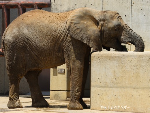 日本で最年少のアフリカゾウの子ゾウの砥愛:愛媛県立とべ動物園