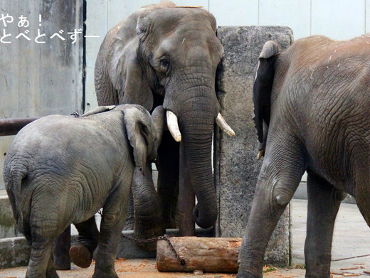 とべ動物園アフリカゾウの家族：リカ：母、媛：長女、砥愛：次女