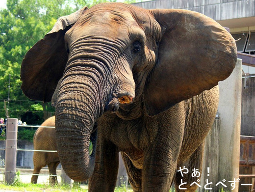 アフリカゾウのブログ:やぁ!とべとべず(by ケニッシュ)