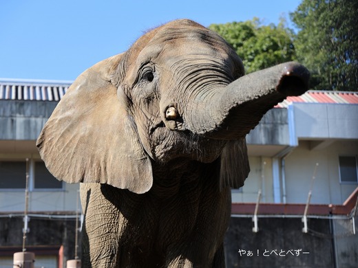 とべ動物園アフリカゾウのブログ：やぁ！とべとべずー