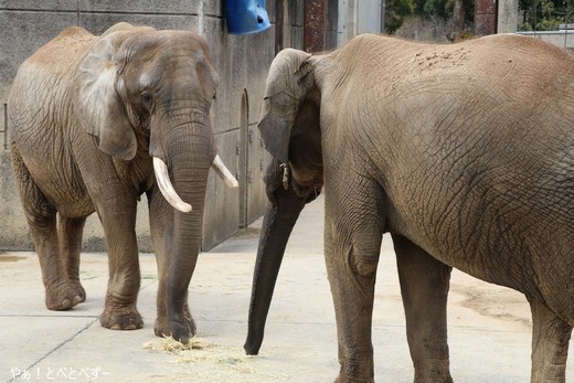 アフリカゾウ、アジアゾウ大好きブログ:やぁ!とべとべずー