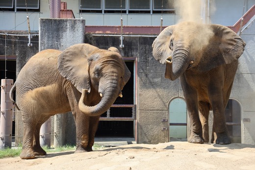 とべ動物園アフリカゾウのブログ：やぁ！とべとべずー