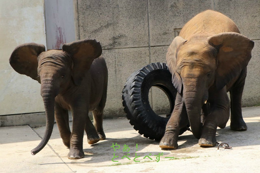 とべ動物園アフリカゾウの仲良し姉妹：媛ちゃん、砥愛ちゃん