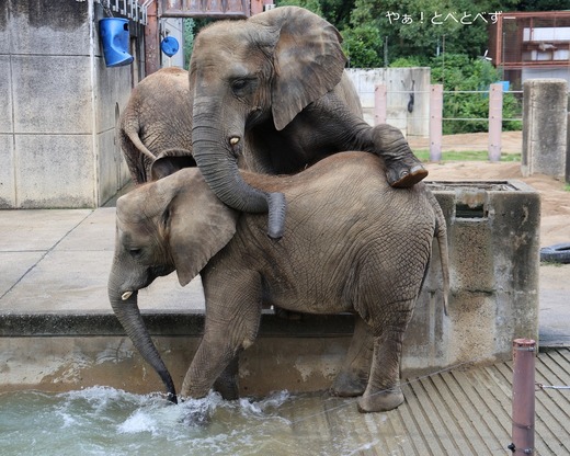 とべ動物園アフリカゾウ：アフ、リカ、媛、砥夢、砥愛
