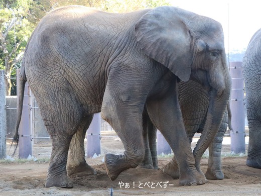 アフリカゾウ、アジアゾウ大好きブログ:やぁ!とべとべずー