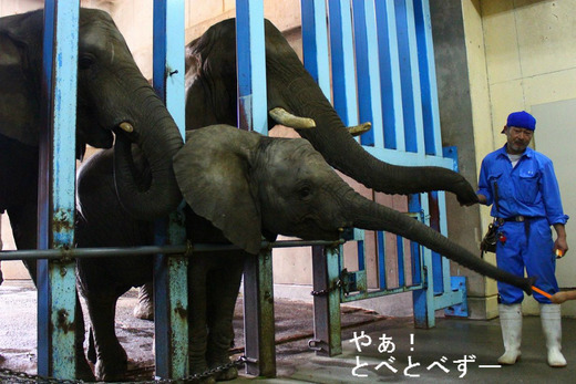 とべ動物園アフリカゾウへのエサやり体験