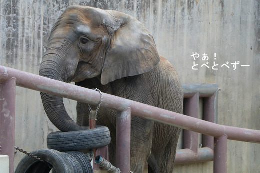 日本で初めて人工哺育で育った媛ちゃん