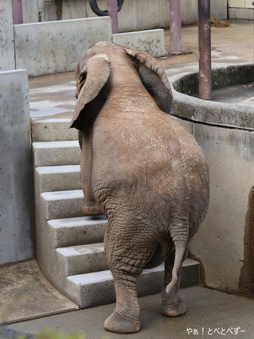 とべ動物園アフリカゾウ：砥愛（メス、１２歳）