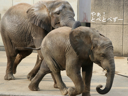 とべ動物園アフリカゾウの仲良し姉妹：媛ちゃん、砥愛ちゃん