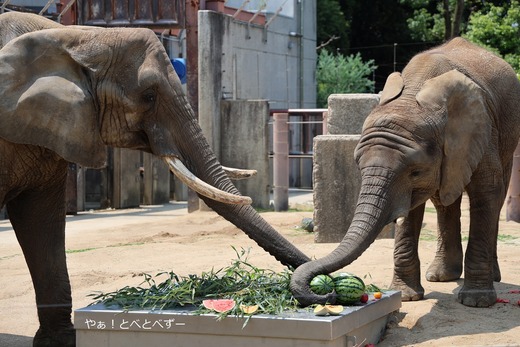 とべ動物園アフリカゾウのイベント:砥愛ちゃんのお誕生
