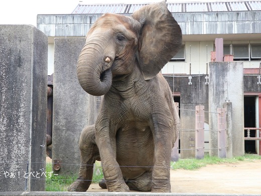 とべ動物園アフリカゾウ:アフ、リカ、媛、砥夢、砥愛