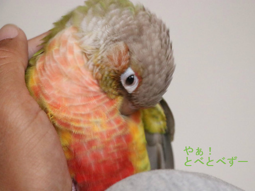 ウロコインコの『もみじ』さんのブログ：やぁ！とべとべずー