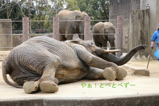 日本で唯一血縁関係のあるアフリカゾウの親子が暮らす愛媛とべ動物園