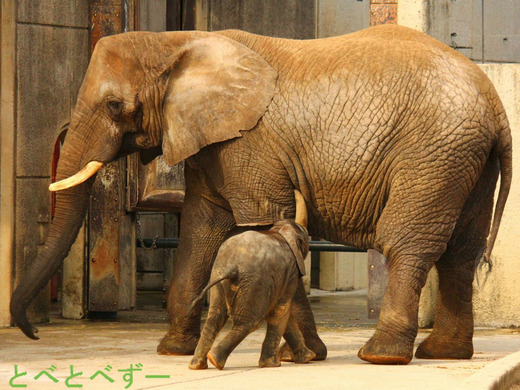 とべ動物園イベント:アフリカゾウの砥愛ちゃん1歳のお誕生会