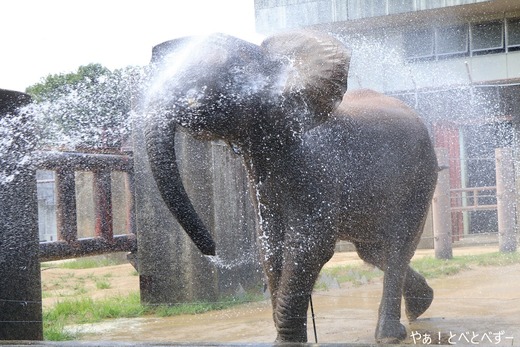 冷やし象始めました♪@とべ動物園