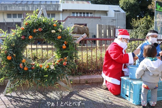 とべ動物園アフリカゾウのイベント:クリスマスリースのプレゼント