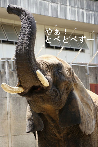 とべ動物園アフリカゾウ:アフ、リカ、媛、砥夢、砥愛