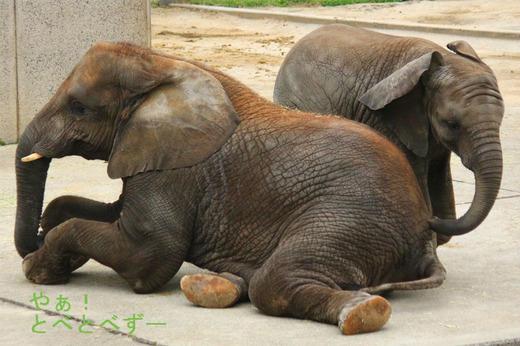 日本で唯一アフリカゾウの家族が暮らす愛媛県立とべ動物園