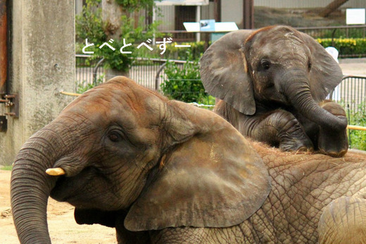 とべ動物園アフリカゾウのブログ：やぁ！とべとべずー