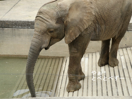 とべ動物園アフリカゾウのブログ：やぁ！とべとべずー