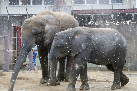 とべ動物園アフリカゾウのブログ