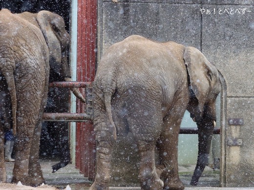 雪の中のアフリカゾウ:砥愛ちゃん、リカ母さん