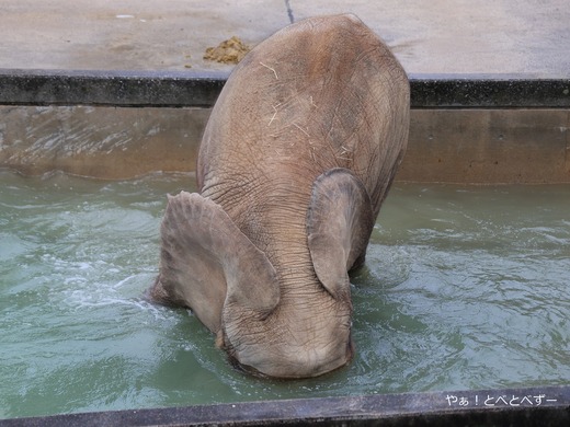 とべ動物園ブログ：やぁ！とべとべずー