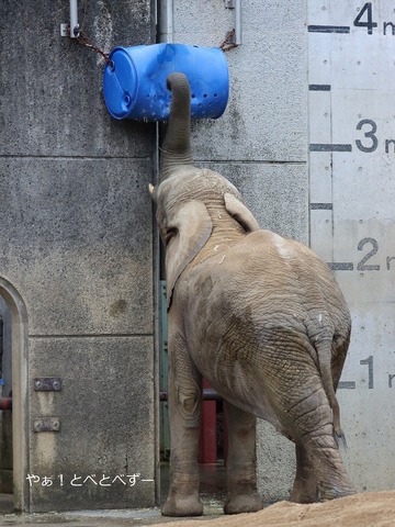 とべ動物園アフリカゾウのブログ:やぁ!とべとべずー