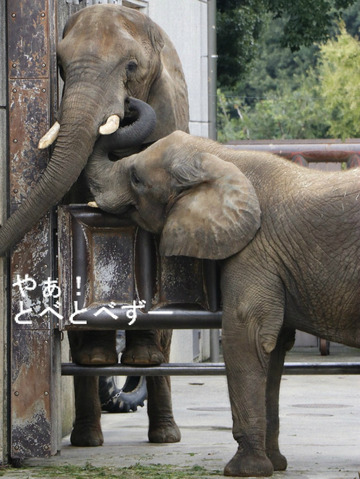 とべ動物園アフリカゾウのブログ