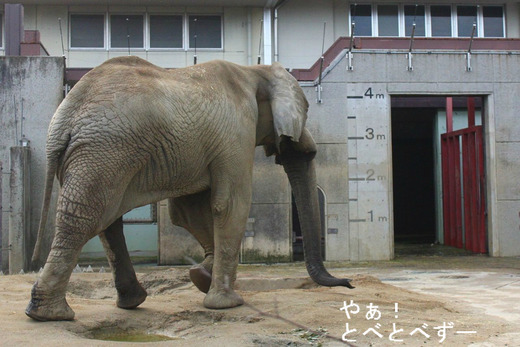 とべ動物園アフリカゾウ:媛ちゃん、砥愛ちゃんのお父さん象のアフ