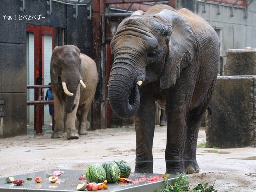 とべ動物園アフリカゾウのブログ:やぁ!とべとべずー