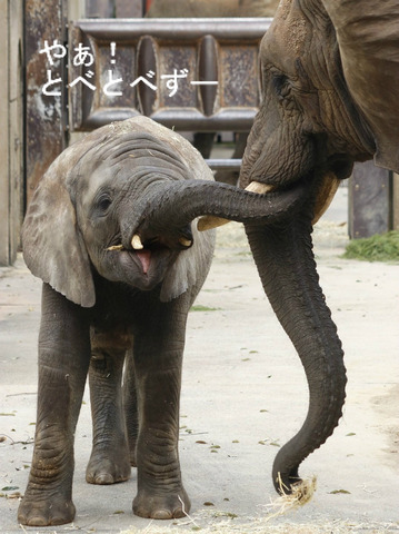 とべ動物園アフリカゾウ:砥愛ちゃん