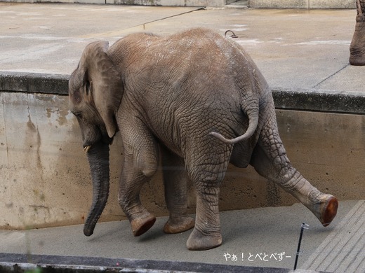 とべ動物園アフリカゾウのブログ:やぁ!とべとべずー