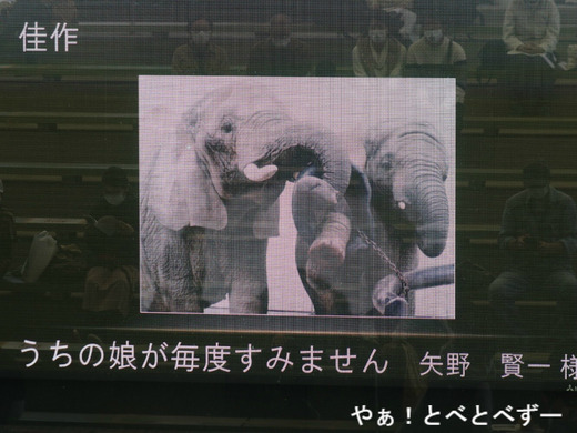 とべ動物園ブログ:やぁ!とべとべずー
