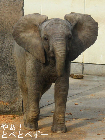 とべ動物園アフリカゾウの子象の砥愛(とあ)