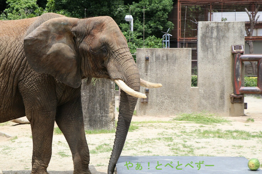 スイカ大好きアフリカゾウのお母さん象のリカさん