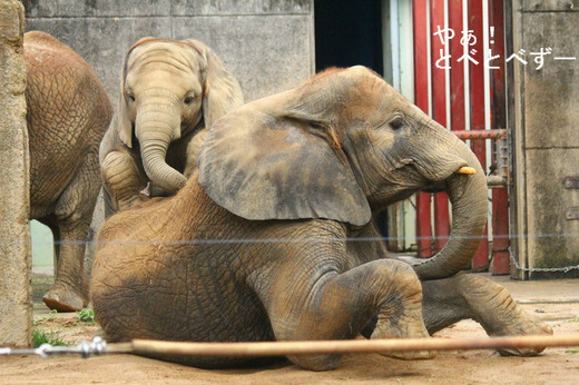 とべ動物園アフリカゾウの姉妹：媛ちゃん、砥愛ちゃん