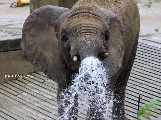 とべ動物園アフリカゾウ:砥愛ちゃん(メス、8歳)