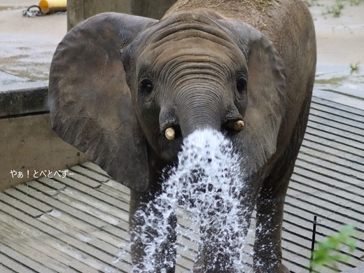 とべ動物園アフリカゾウ：砥愛ちゃん（メス、８歳）