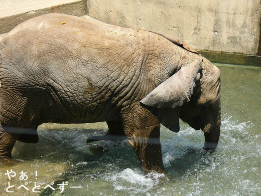 とべ動物園アフリカゾウ：砥愛（とあ、メス、２歳）