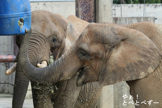 とべ動物園アフリカゾウ:リカ母さんと媛ちゃん(長女)