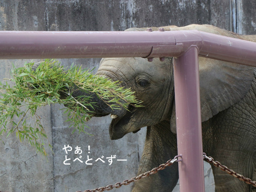 アフリカゾウ、アジアゾウ大好きブログ:やぁ!とべとべずー