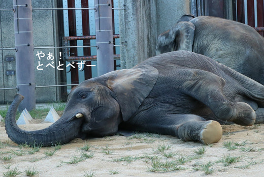 とべ動物園アフリカゾウのブログ：やぁ！とべとべずー